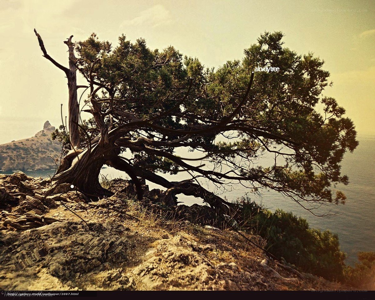 Solitary tree on rocky cliff