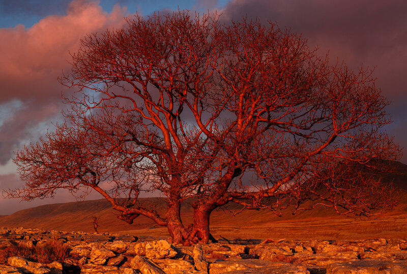 Solitary Tree on Rocky Ground