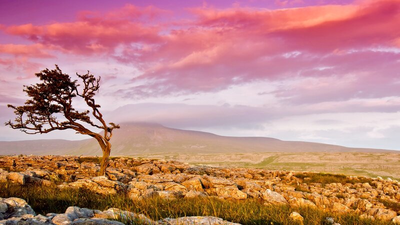 Solitary tree on rocky hill