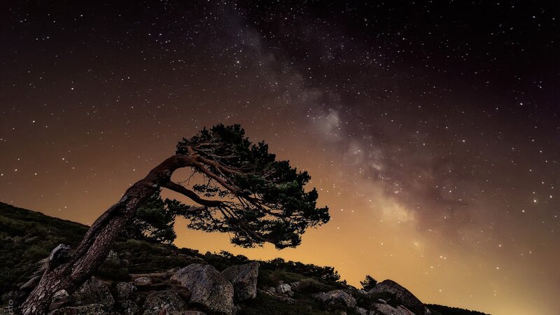 Solitary Tree on Rocky Hill — Black