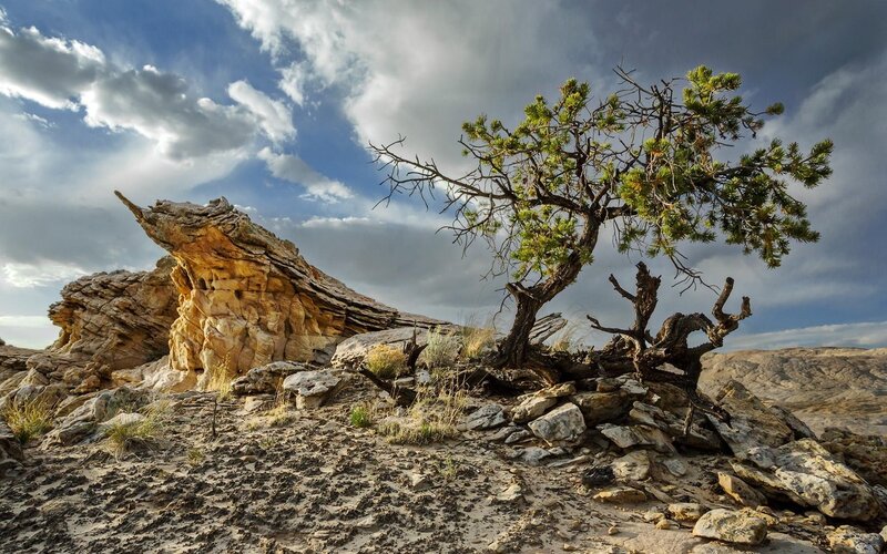 Solitary Tree on Rocky Hill — Blue, Dramatic