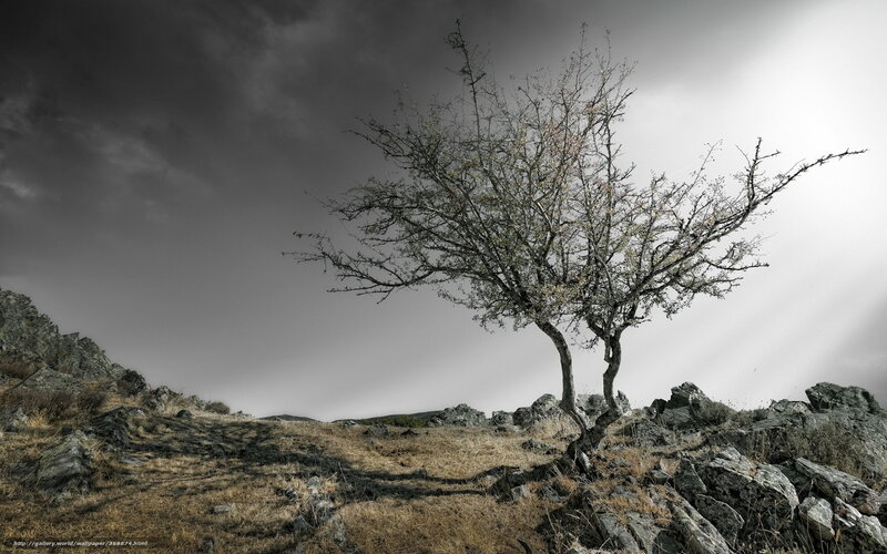 Solitary Tree on Rocky Hill — Gray, Dramatic