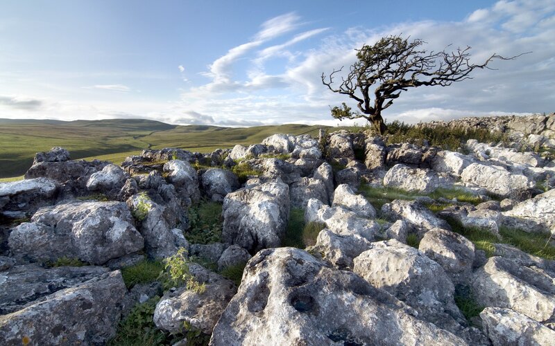 Solitary Tree on Rocky Hill — Gray, Serene