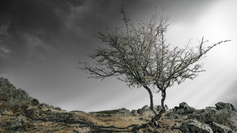 Solitary Tree on Rocky Hill — Gray
