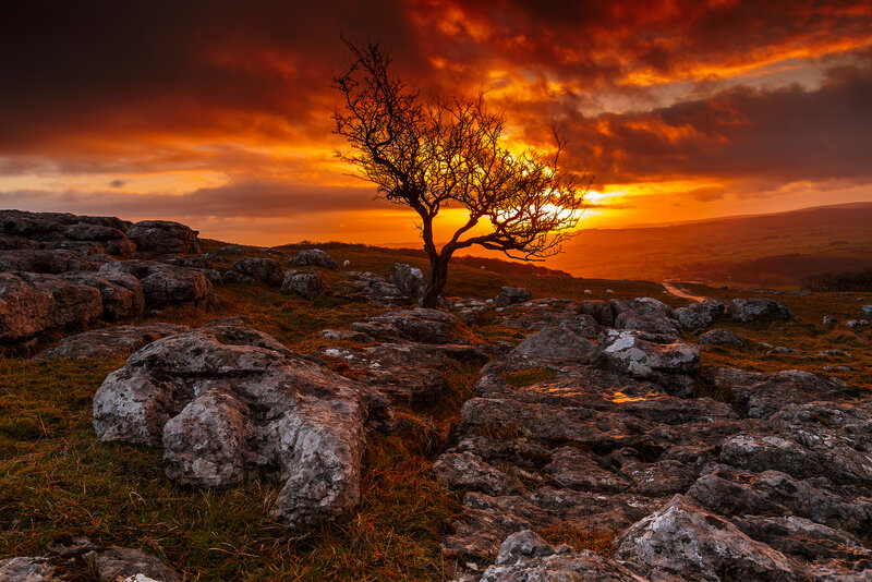 Solitary Tree on Rocky Hill — Orange