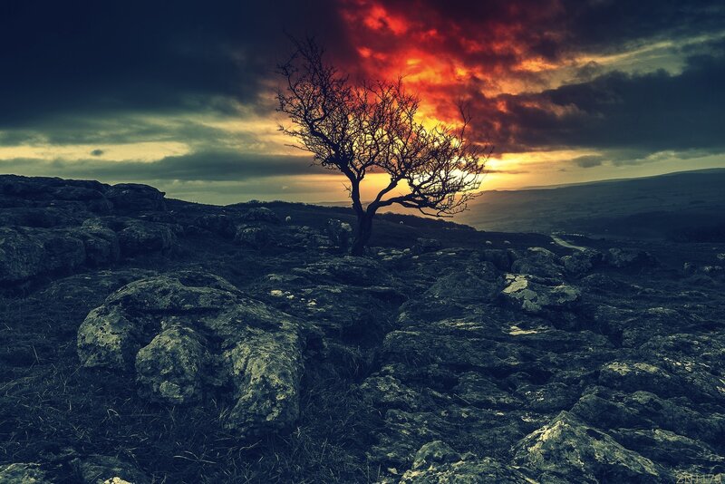 Solitary Tree on Rocky Hill — Red