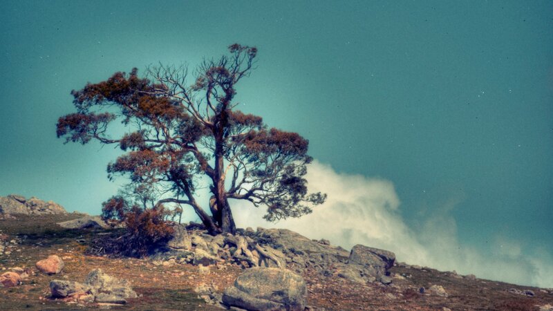 Solitary Tree on Rocky Hill — Teal