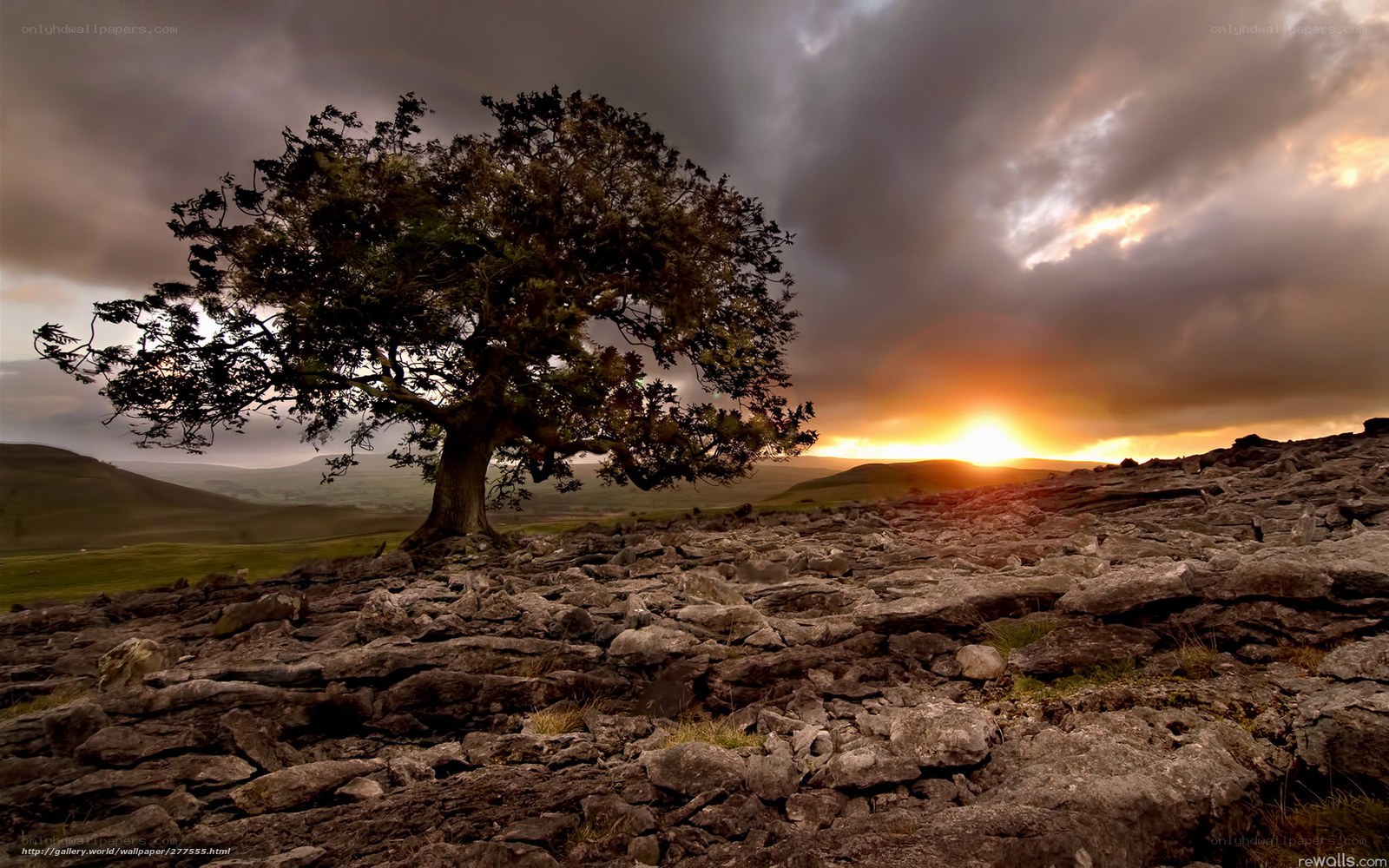 Solitary tree on rocky hill