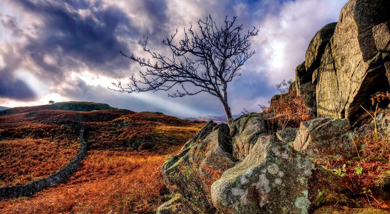 Solitary tree on rocky hillside