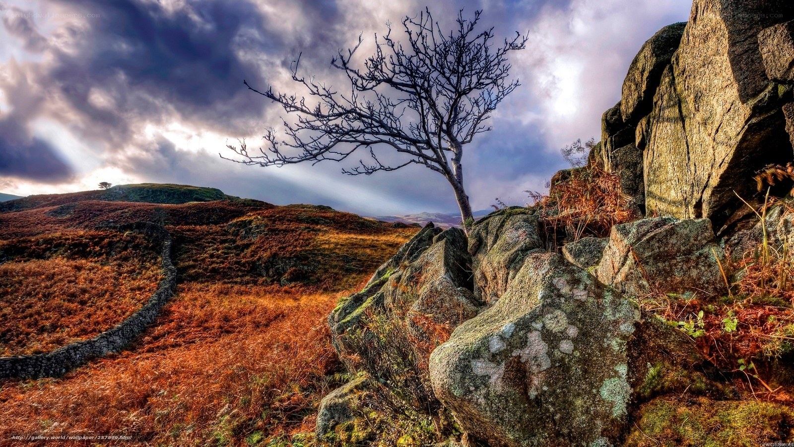 Solitary tree on rocky hillside