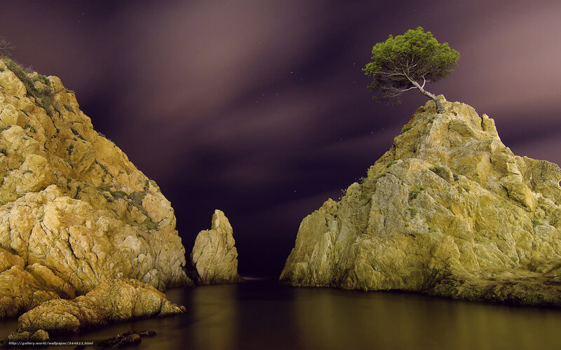 Solitary tree on rocky island