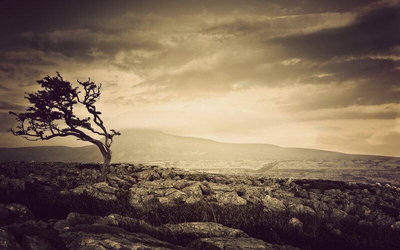 Solitary tree on rocky landscape