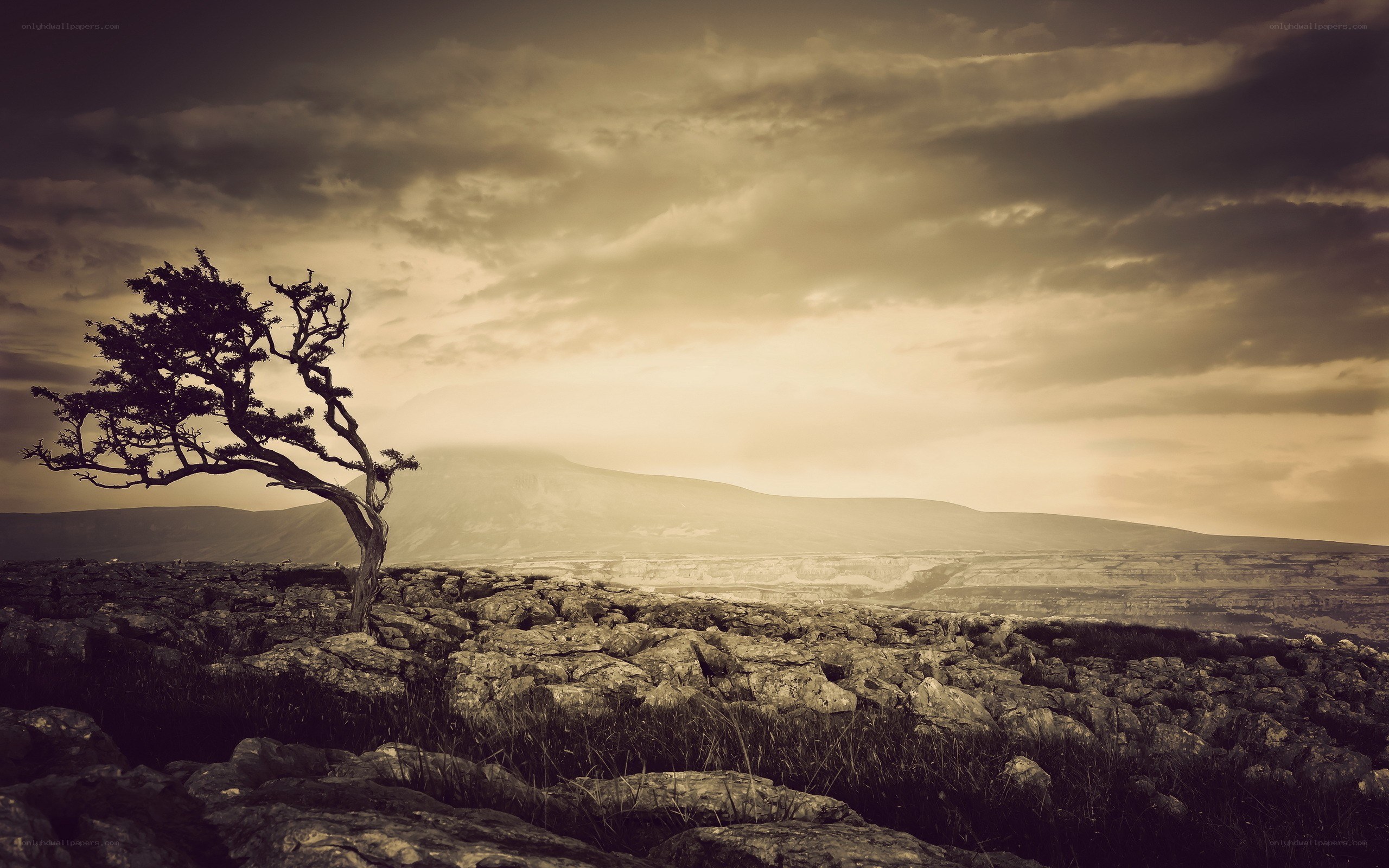 Solitary tree on rocky landscape