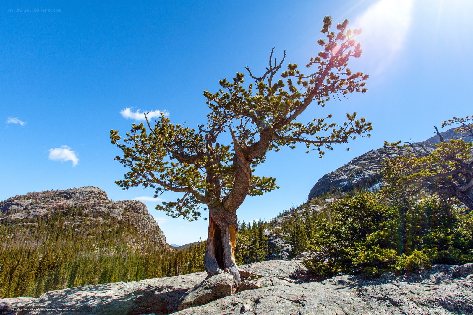 Solitary tree on rocky mountain