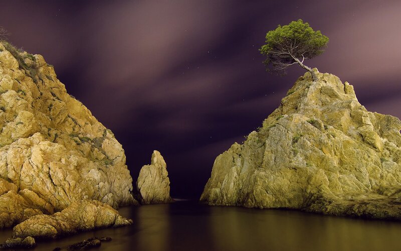 Solitary tree on rocky outcrop