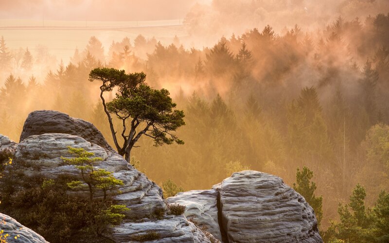 Solitary tree on rocky outcrop