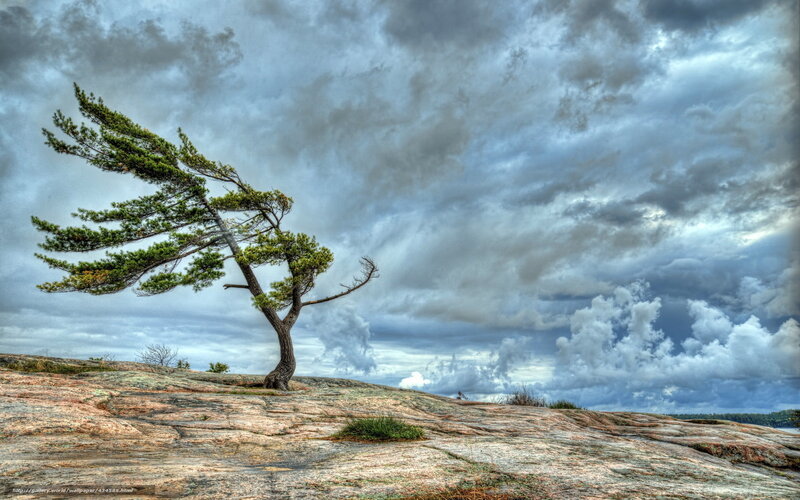 Solitary tree on rocky shore