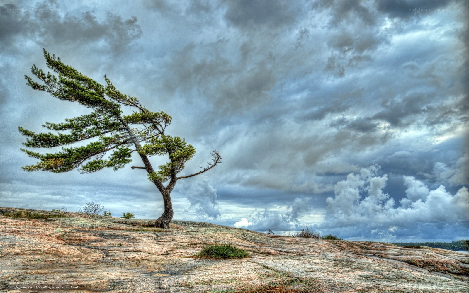 Solitary tree on rocky shore