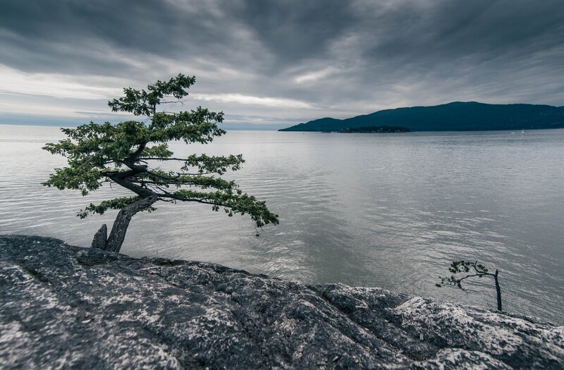Solitary tree on rocky shore