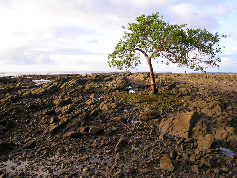 Solitary tree on rocky shore