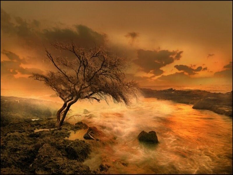 Solitary Tree on Rocky Shore — Orange, Dramatic