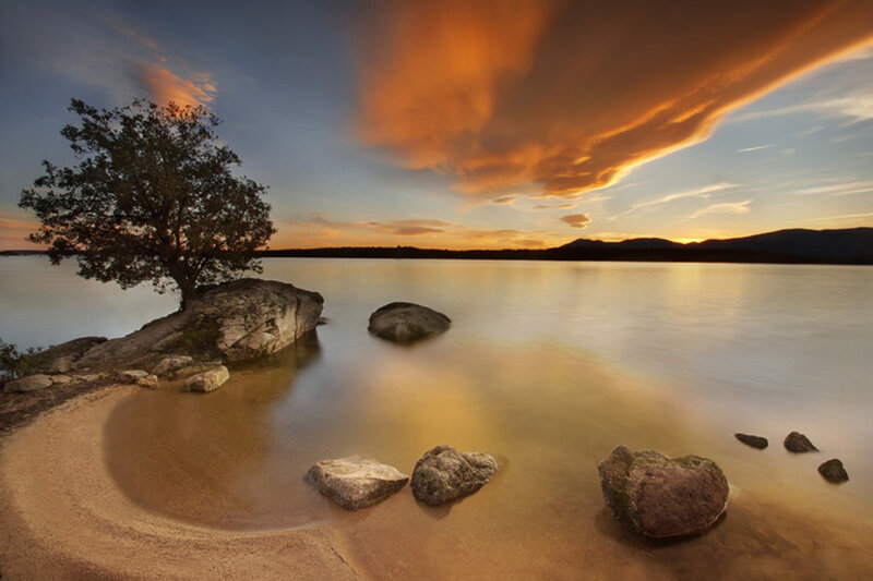 Solitary Tree on Rocky Shore — Orange