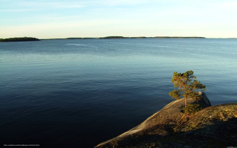 Solitary tree on rocky shore