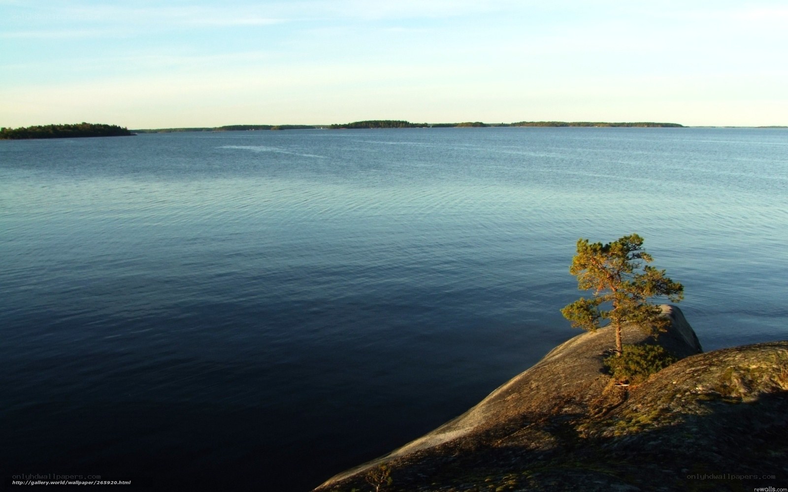 Solitary tree on rocky shore