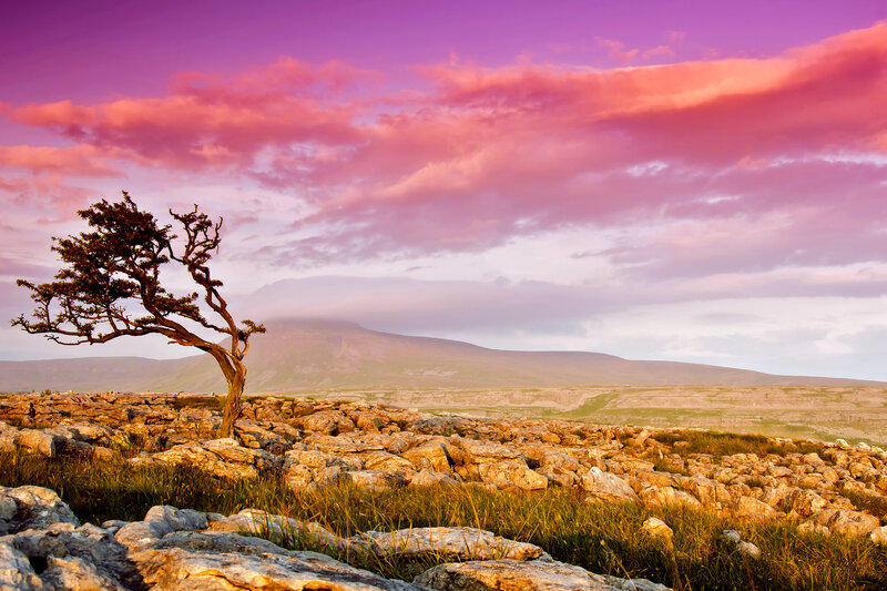 Solitary Tree on Rocky Terrain — Purple, Dramatic