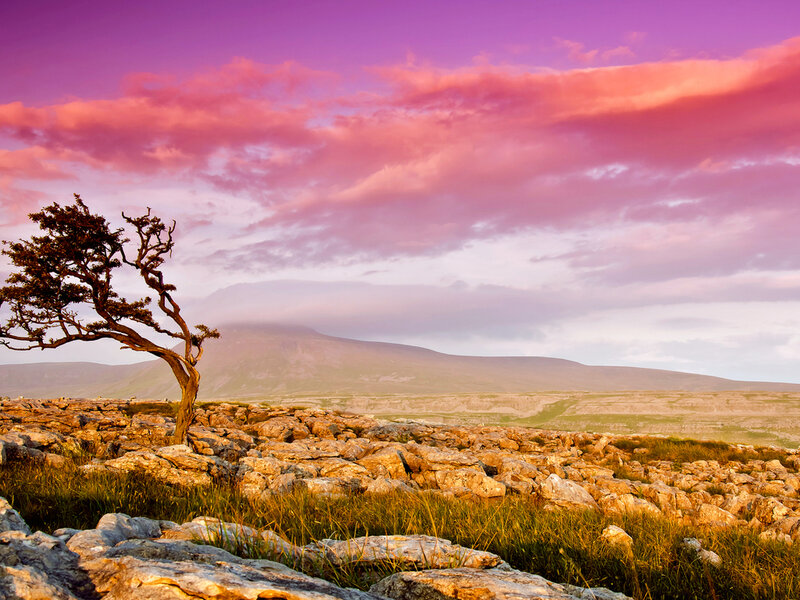 Solitary Tree on Rocky Terrain — Purple