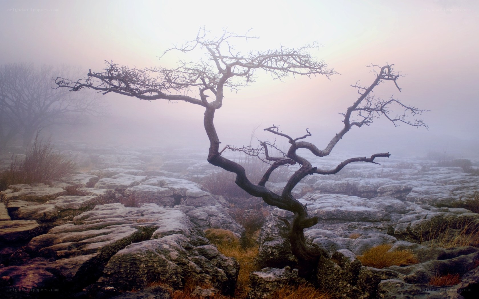 Solitary tree on rocky terrain