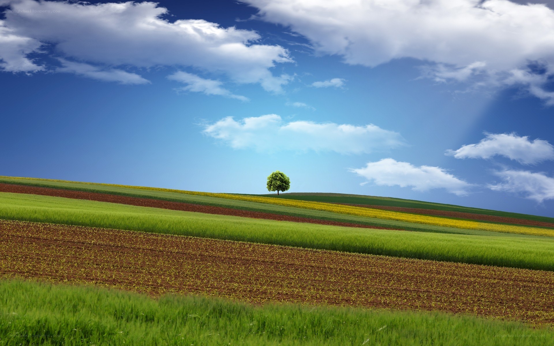 Solitary tree on rolling hills