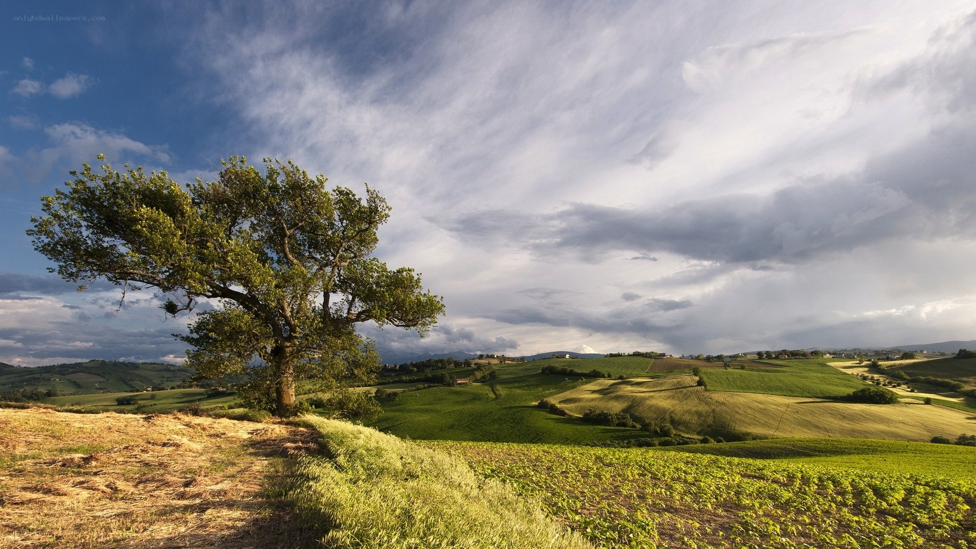 Solitary tree on rolling hills