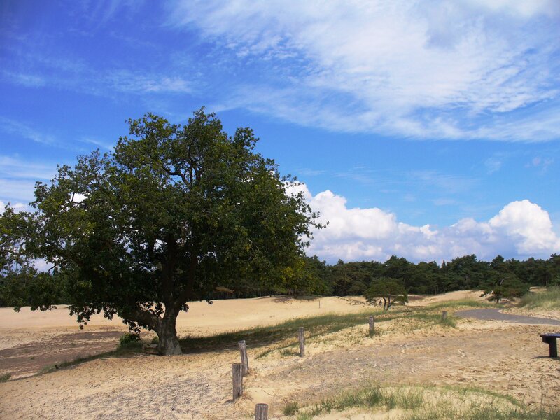 Solitary Tree on Sand Dunes