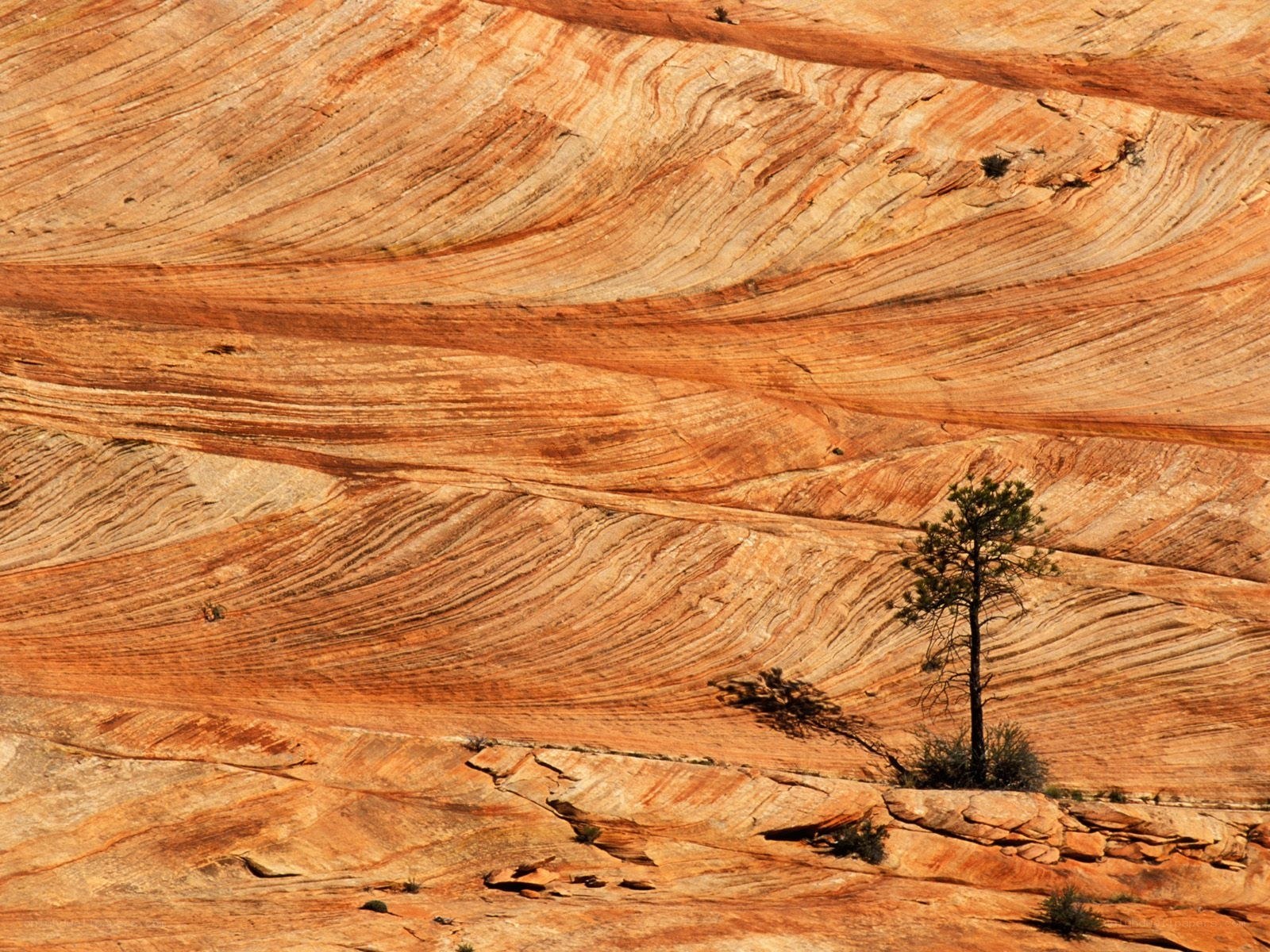 Solitary tree on sandstone