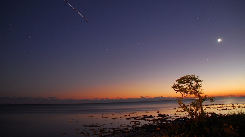 Solitary Tree on Shore — Blue