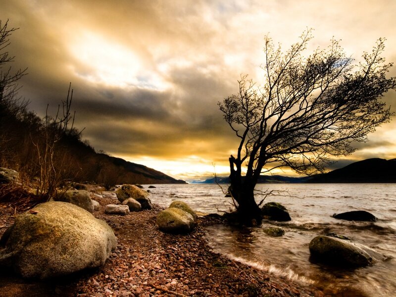 Solitary Tree on Shore — Brown