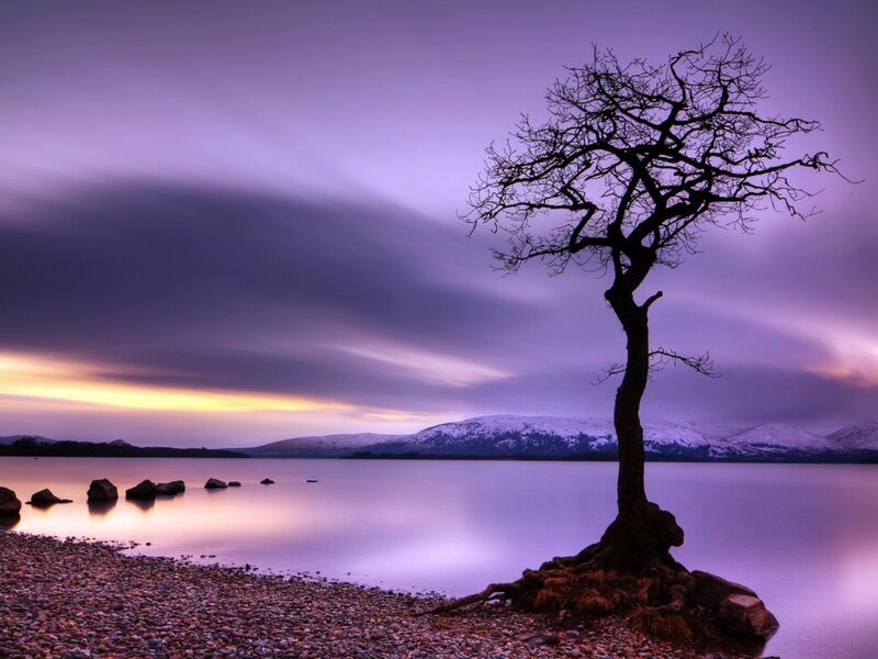 Solitary Tree on Shore — Purple