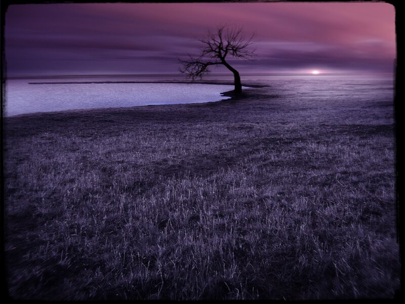 Solitary Tree on Shore