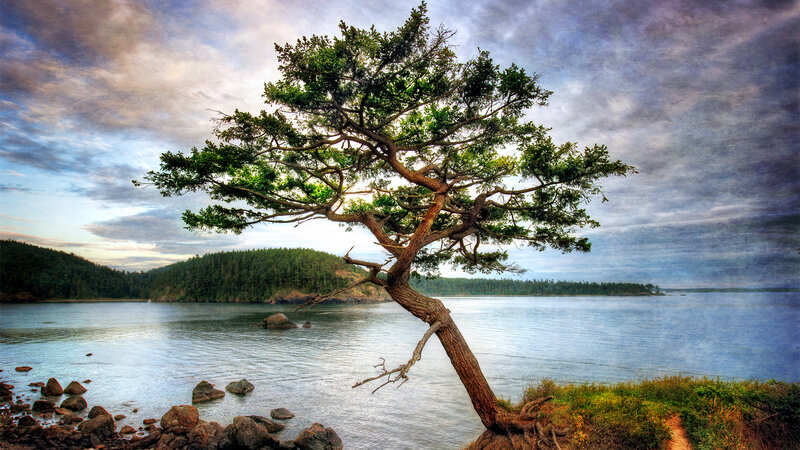 Solitary Tree on Shoreline