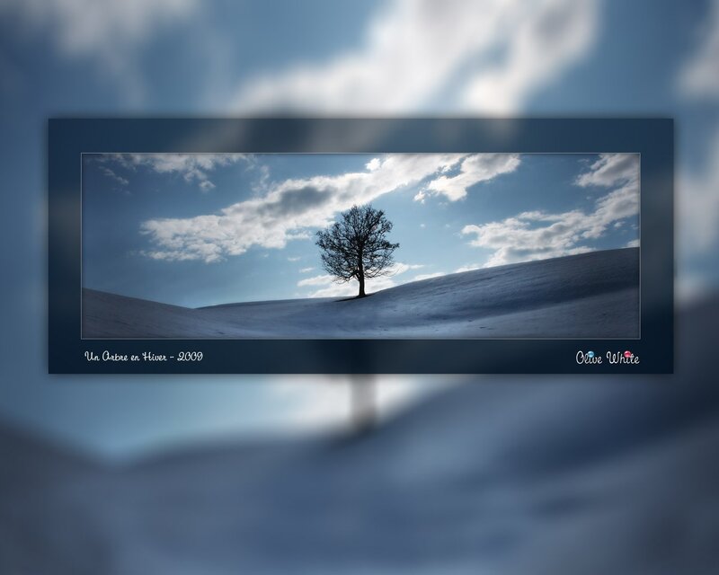 Solitary Tree on Snow