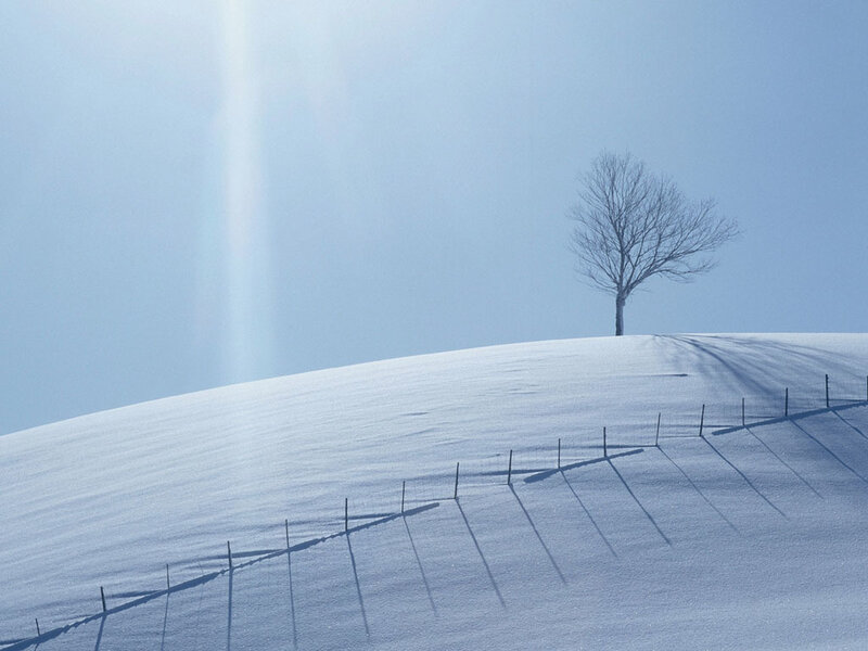 solitary tree on snowy hill