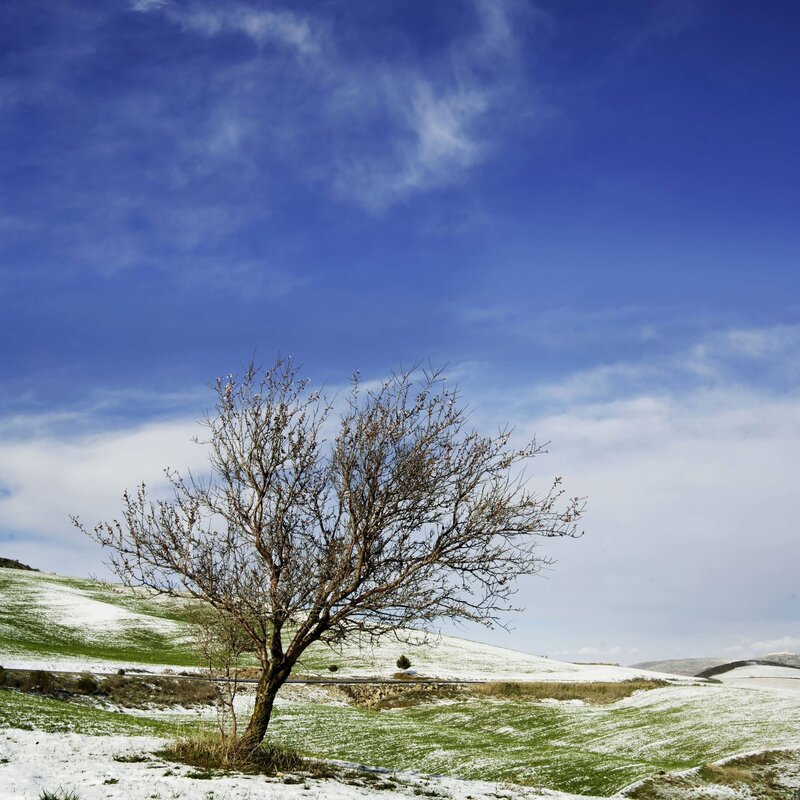 Solitary tree on snowy hill
