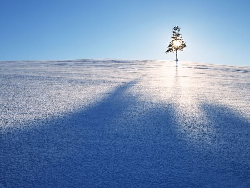 Solitary tree on snowy hill