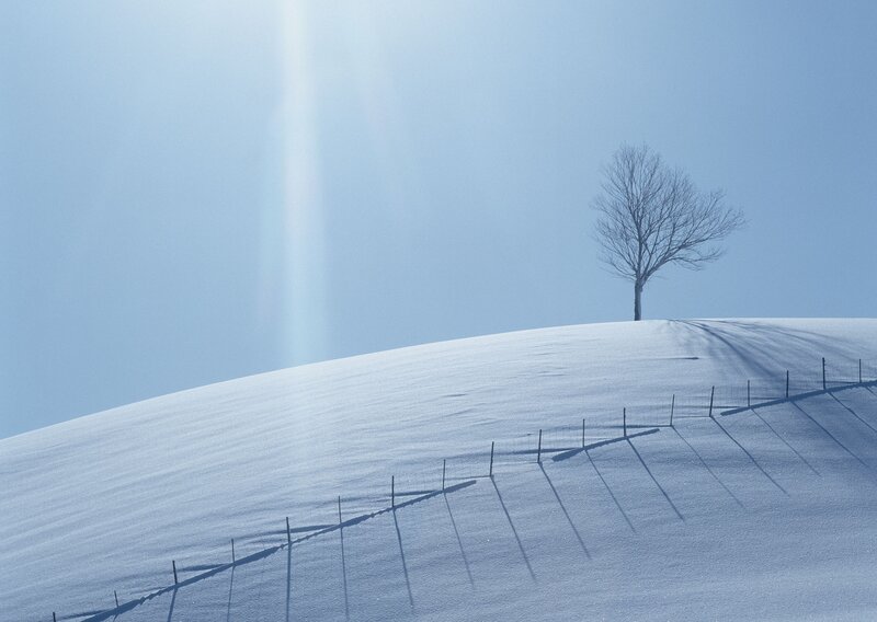 Solitary tree on snowy hill