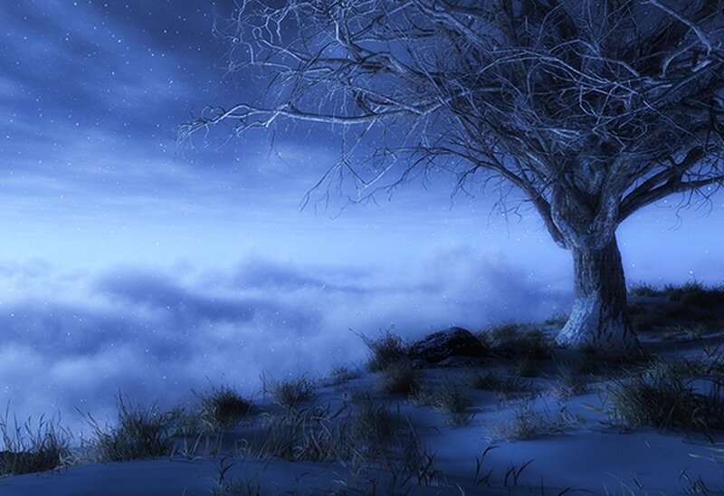 solitary tree on snowy hill