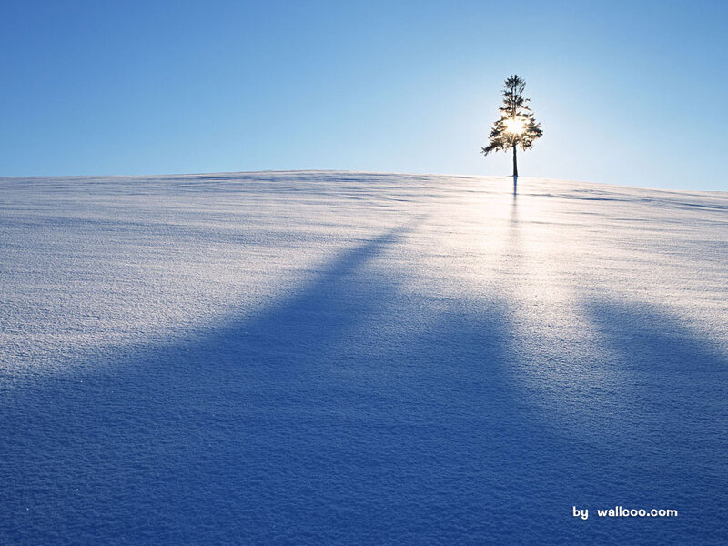 Solitary tree on snowy hill