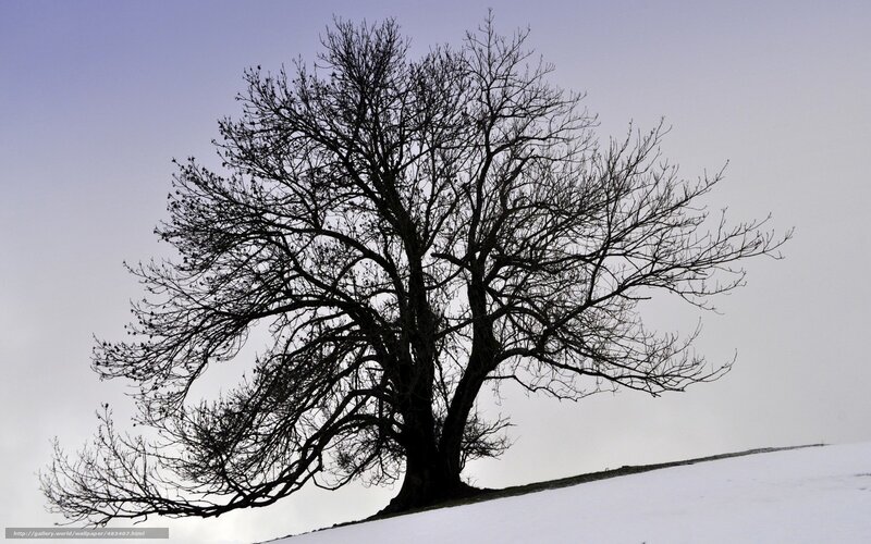 solitary tree on snowy hill