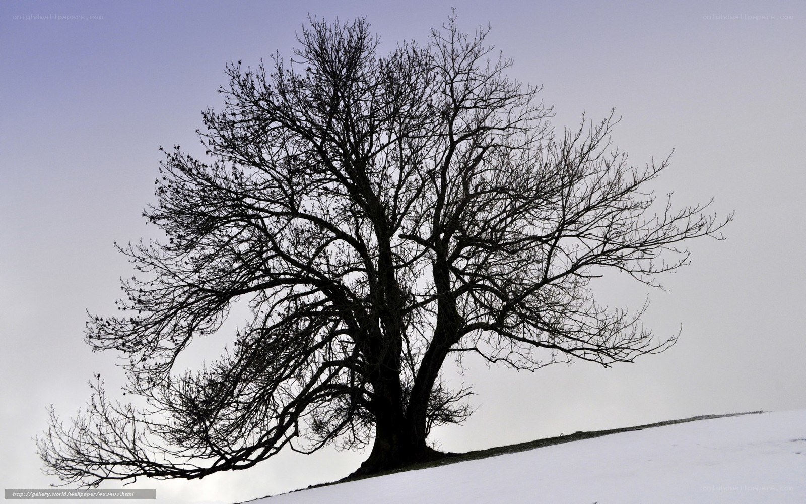 solitary tree on snowy hill