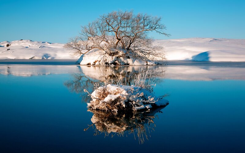Solitary tree on snowy island